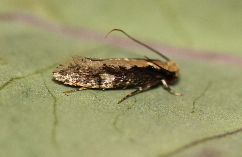 Id microlepidottero: Monopis cfr. obviella - Tineidae